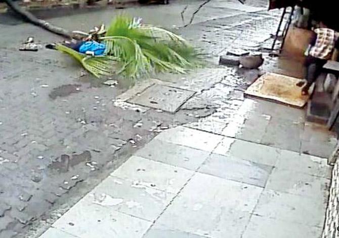 In July 2017, a former Doordarshan anchor and yoga teacher was knocked down by a coconut tree that fell straight on her head while she was on a morning walk in Chembur. Passers-by pulled her out from under the tree and rushed her to hospital. She succumbed to her injuries three days after the incident. Her husband blamed the BMC for not permitting the tree to be cut  