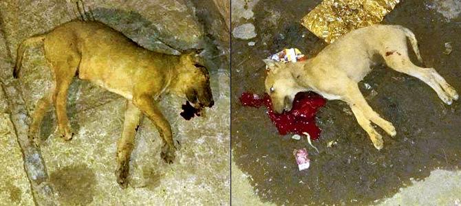 In a horrific display of cruelty, two dogs were brutally assaulted with an iron rod embedded with spiked nails in Solapur, Maharashtra. While one succumbed to its injuries on the spot, the other dog suffered prolonged injuries. The accused were nabbed later on