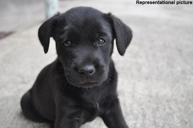 A man allegedly severed two legs of a puppy after the canine gave him a minor scratch in southwest Delhi's Dwarka. It is believed that the puppy had just lovingly approached the man. The police initiated action against the accused under the Prevention of Cruelty to Animals Act