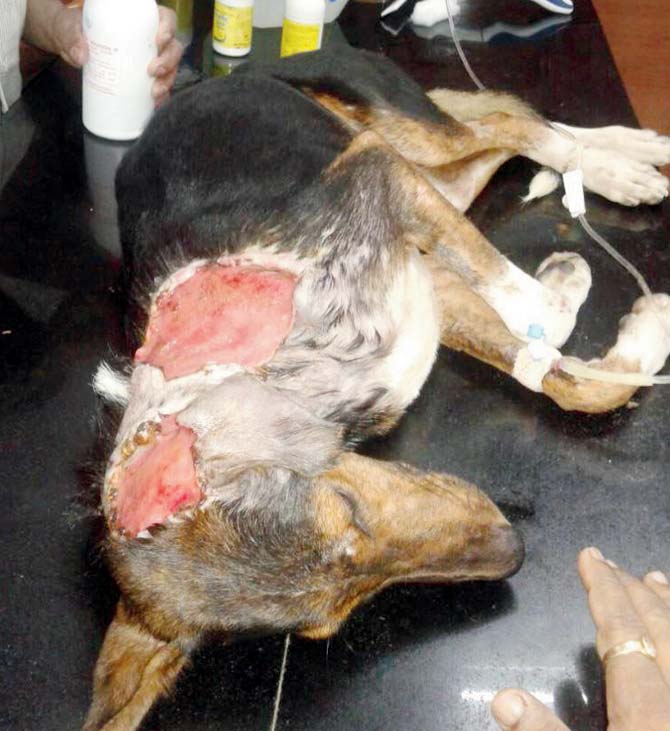 A nine-month-old stray dog was attacked with acid and/or boiling water in Goregaon. While it is believed that there was no motive for the attack, no suspects were identified.