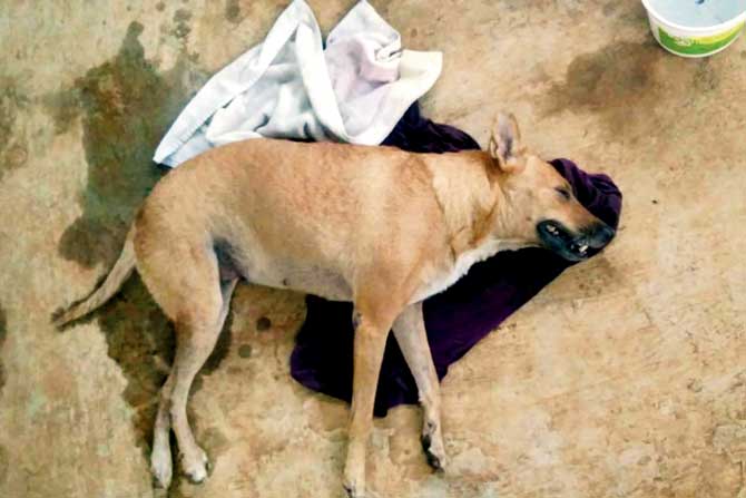 Two dogs were cruelly beaten to death by two youths in Bandra's Chimbai village for mating in public. Both dogs succumbed to their injuries. According to a shocked witness, the louder the dogs screamed, the harder they were hit by the assaulters