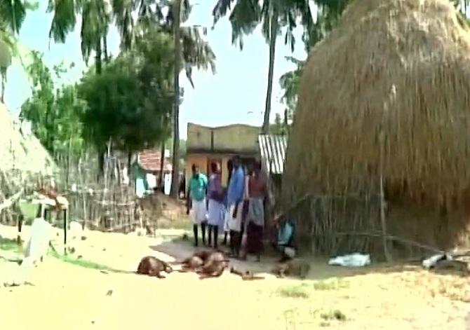 Nearly 50 dogs were burnt to death by unidentified people in Keezhamur village near Melmaruvathur, about 50km from Chennai. The act was committed because the villagers believed that the dogs had killed their livestock