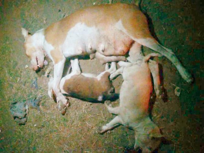 In March 2017, in a shocking incident, a tanker driver had run over a female dog who was feeding two of her five pups. The mother and the two pups died on the spot. The Nalasopara police booked the absconding driver for the horrifyingly cruel act