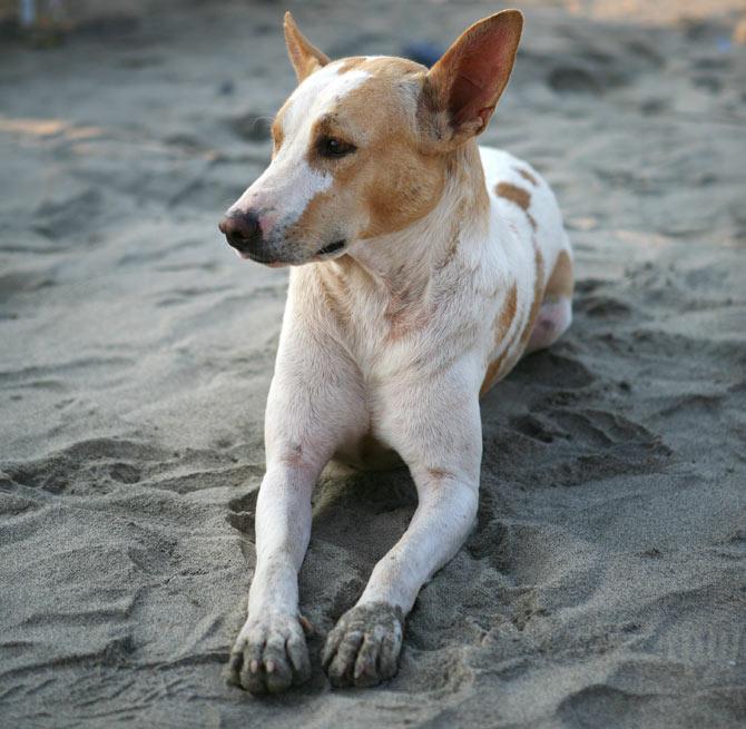 A Powai-based 19-year-old teenager forced a stray dog into having unnatural sex after locking it in the community toilet. The accused was later arrested by the Powai police under section 377 (unnatural offences) of the IPC