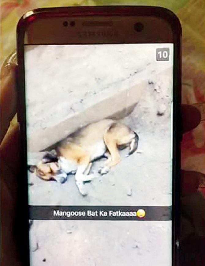 In March 2017, a 22-yr-old law student of Dr DY Patil College of Law hit a stray dog, who was peacefully sleeping in a pit of gravel. The heartless man then shared a video of the act on his social media accounts. After bearing the brutal assault, the whimpering dog moved away from where he was resting. A non-cognisable complaint was filed against the accused and he was later taken into custody