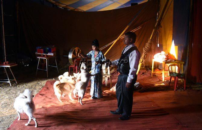 A couple who puts up a show with dog tricks feeds their pets backstage at Rambo Circus