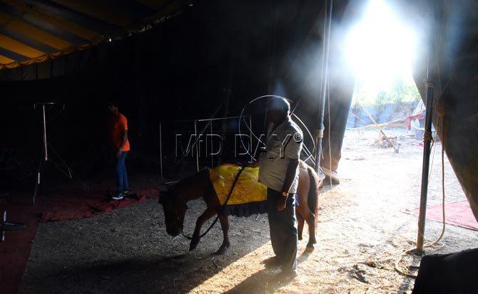 A mule takes a break just before the start of the show at Rambo Circus