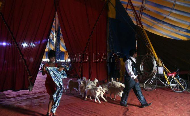 Dog trainers lead their pack as they exit the stage area of Rambo Circus