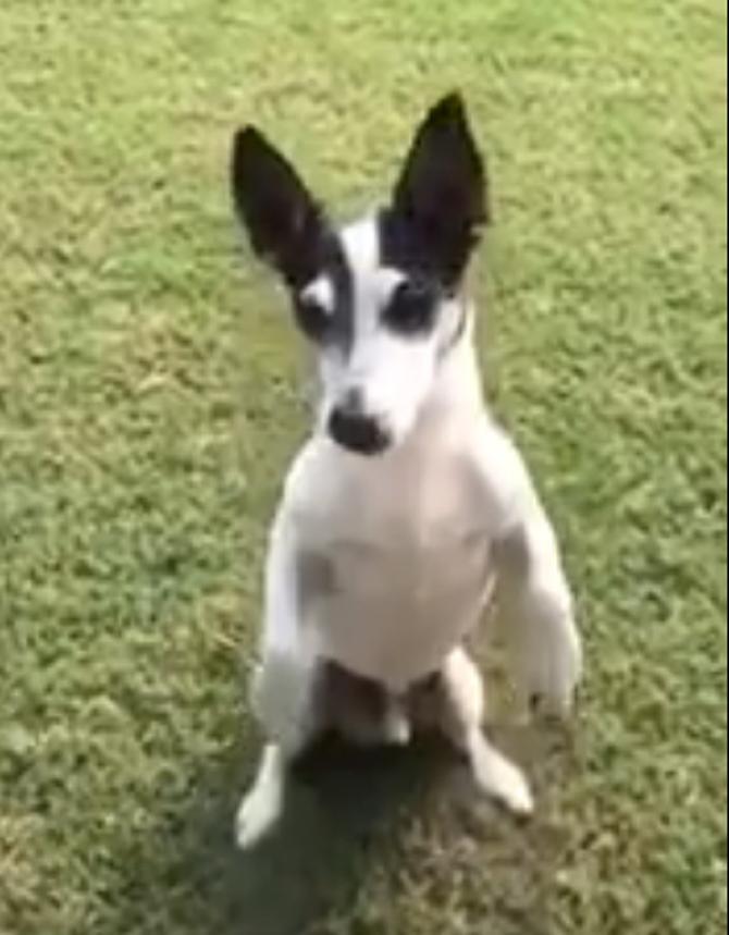 Rahul Gandhi's pet dog Pidi made a remarkable entrance into the world of social media. His tweet went viral, with Pidi capturing the attention of not just thousands of followers, but also Rahul's political opponents. After 2019 Lok Sabha defeat, a picture of Rahul Gandhi driving out of his house in 12, Tughlak Lane, New Delhi in his car with his pet dog Pidi on the backseat went viral. Pidi's reaction was quite adorable