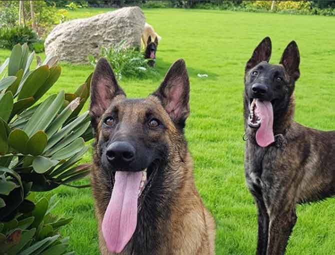 Mahendra Singh Dhoni has a special bond with his dogs. He and his wife Sakshi, are proud pet parents to Zoya, Sam and Sultan - their canine pets