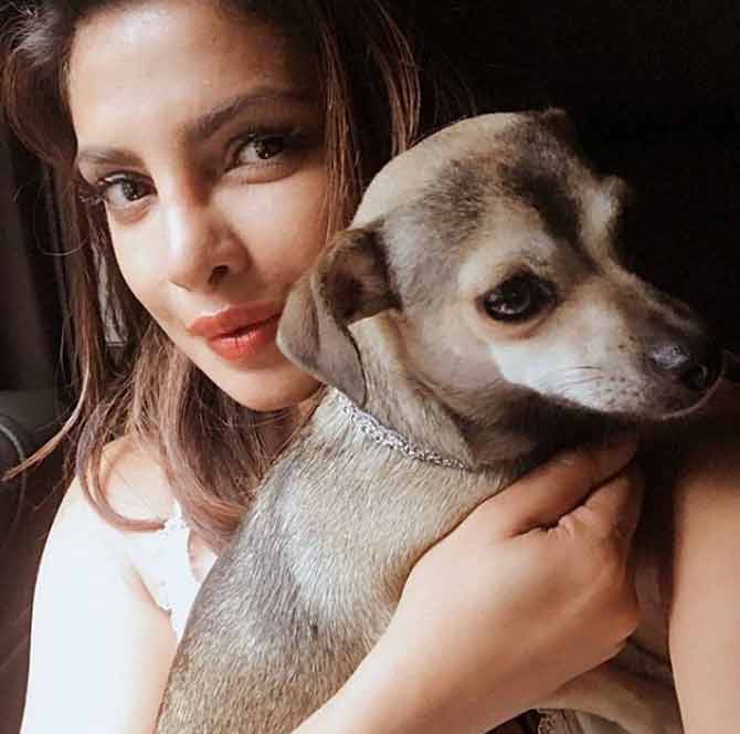 When it comes to Priyanka Chopra's love, her pet pooch Diana takes up a lot of her heart's space. The actress has even made a separate Instagram account for the little star, with the handle 'diaries of Diana'