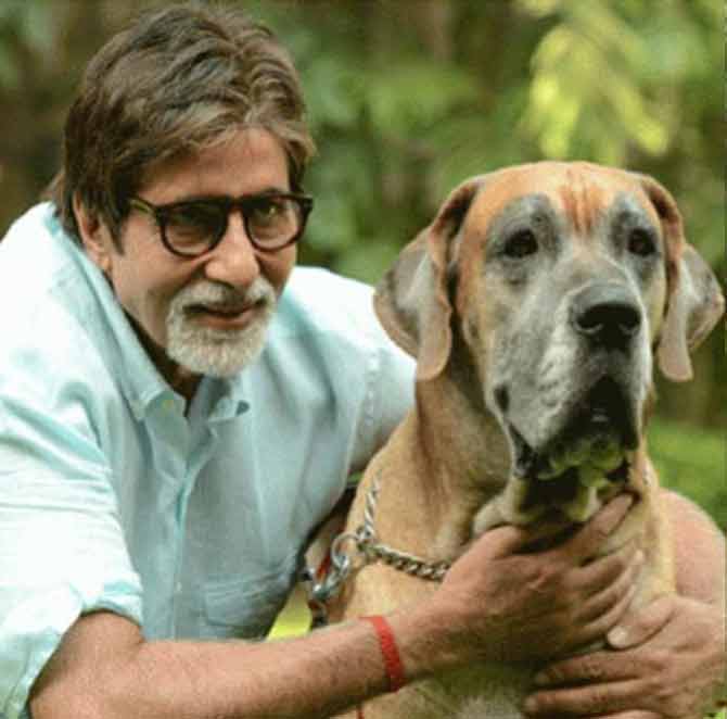 Shanouk, Bollywood megastar Amitabh Bachchan's pet Piraana Dane, meant a lot for the actor. The four-legged furball passed away in 2013 after a brief bout of illness