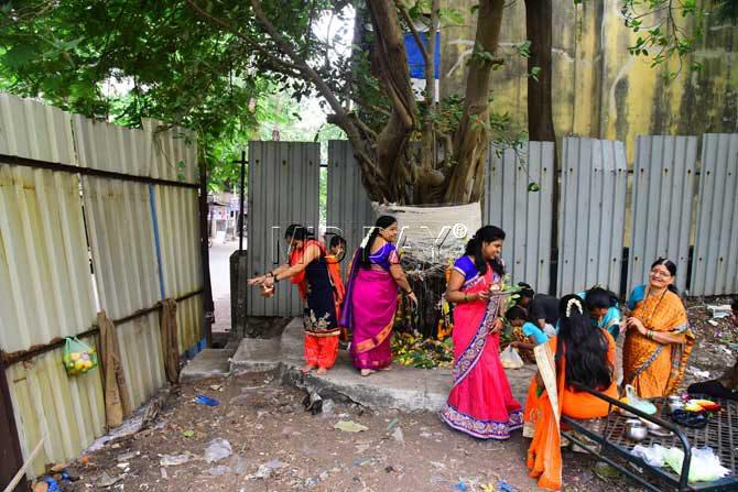 Women come together to tie a string around a Banyan tree as they fasted for their husband's well being in Kalyan. Pic/ATUL KAMBLE