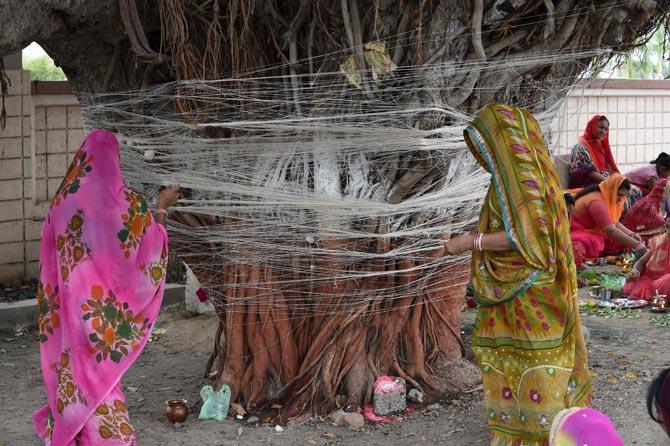 On the occasion of Vata Savitri Purnima married Hindu women keep a fast for the long-life and good health of their husbands and break their fast by performing rituals beneath a banyan tree. Pic/AFP