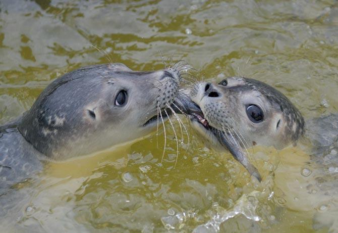 Two baby seals fight over a fish in a pool of the seal breeding station in Friedrichskoog, northern Germany. PICS/AFP