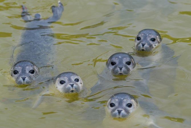 Five baby seals  being taken care of at the seal breeding station in Friedrichskoog, northern Germany. The station close to the North Sea cares for abandoned seal pups that were separated from their mothers.