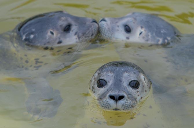 Three baby seals at the breeding station in Friedrichskoog, northern Germany.
