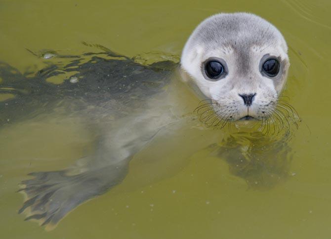 A baby seal swims in a pool of the seal breeding station in Friedrichskoog, northern Germany.