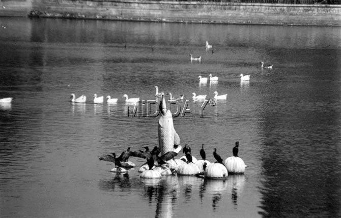 Bandra Talao locally referred to as Swami Vivekanand Talao is a small lake located in Bandra. It was earlier known as Lotus Tank. This picture from our archives has beautifully captured water birds floating on the serene Bandra Talao