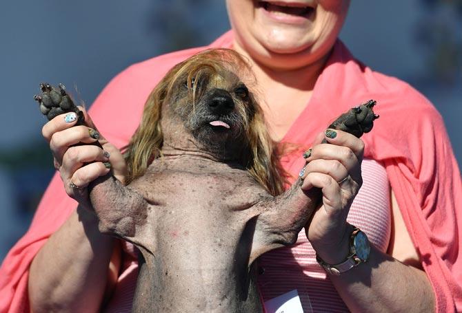Himisaboo, held up by his owner Heather Wilson during the World's Ugliest Dog Competition
